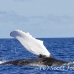 whale_humpback_h_00566_dom2614.jpg